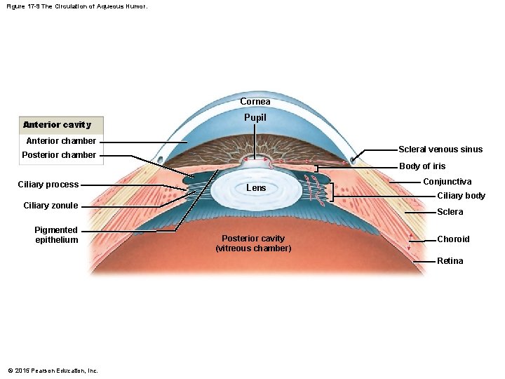 Figure 17 -9 The Circulation of Aqueous Humor. Cornea Anterior cavity Pupil Anterior chamber Figure 17 -9 The Circulation of Aqueous Humor. Cornea Anterior cavity Pupil Anterior chamber