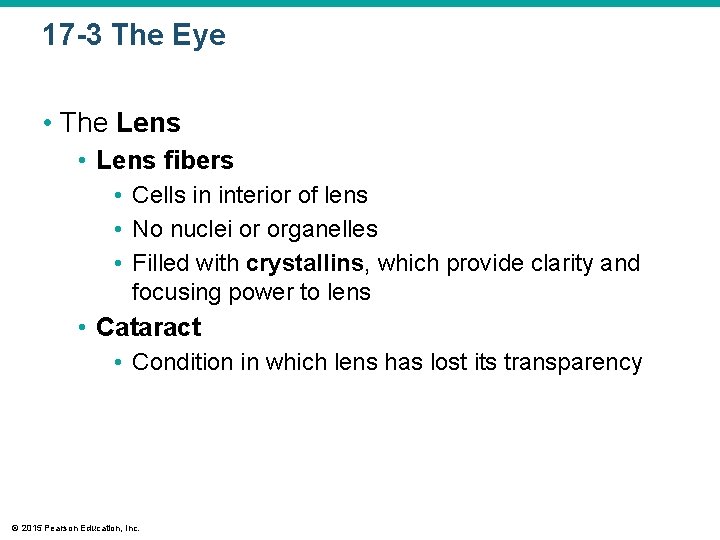 17 -3 The Eye • The Lens • Lens fibers • Cells in interior 17 -3 The Eye • The Lens • Lens fibers • Cells in interior