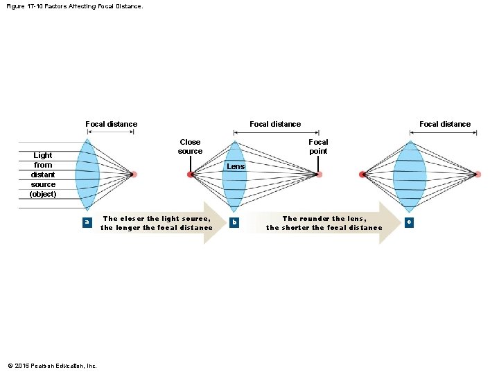 Figure 17 -10 Factors Affecting Focal Distance. Focal distance Close source Light from distant Figure 17 -10 Factors Affecting Focal Distance. Focal distance Close source Light from distant