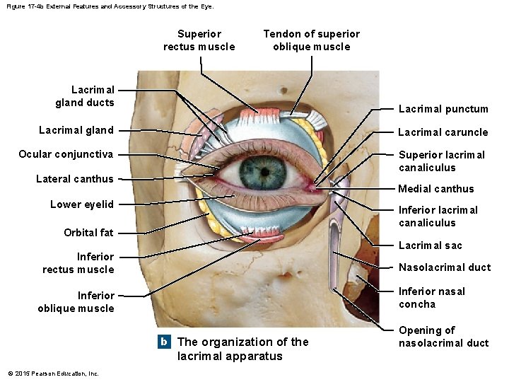 Figure 17 -4 b External Features and Accessory Structures of the Eye. Superior rectus Figure 17 -4 b External Features and Accessory Structures of the Eye. Superior rectus