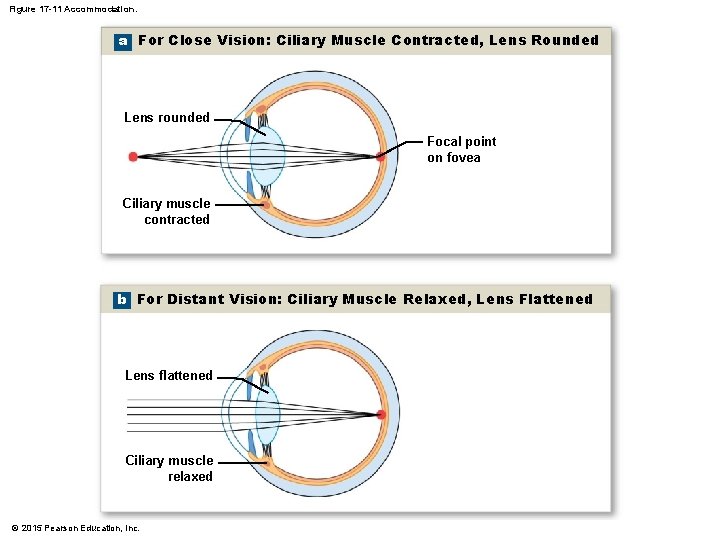 Figure 17 -11 Accommodation. a For Close Vision: Ciliary Muscle Contracted, Lens Rounded Lens Figure 17 -11 Accommodation. a For Close Vision: Ciliary Muscle Contracted, Lens Rounded Lens