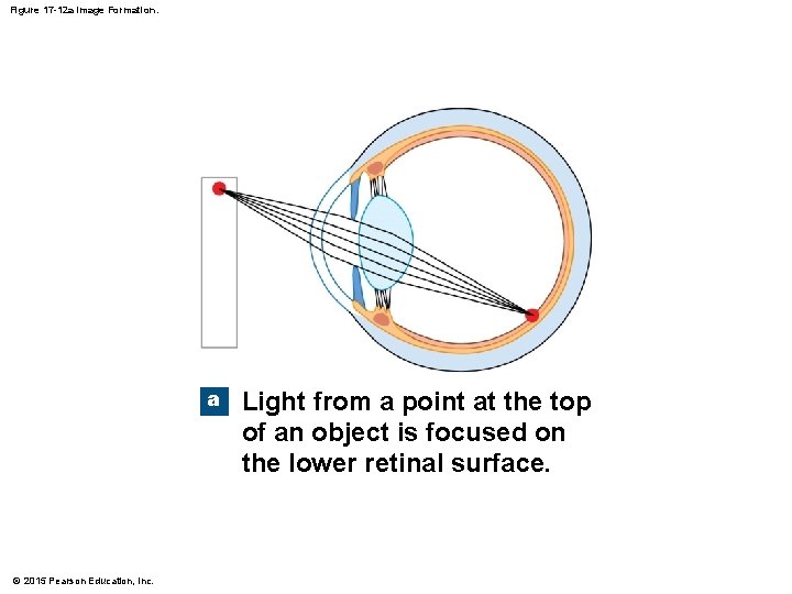 Figure 17 -12 a Image Formation. a © 2015 Pearson Education, Inc. Light from Figure 17 -12 a Image Formation. a © 2015 Pearson Education, Inc. Light from