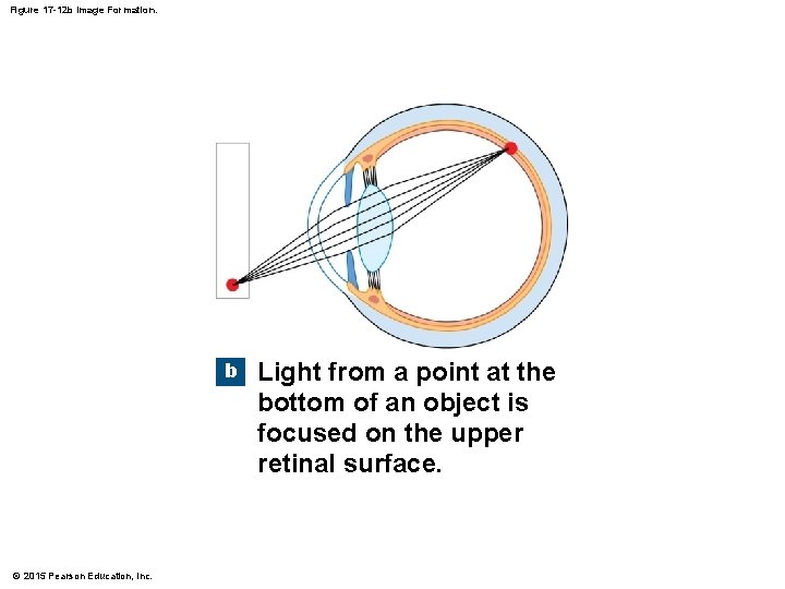 Figure 17 -12 b Image Formation. b © 2015 Pearson Education, Inc. Light from Figure 17 -12 b Image Formation. b © 2015 Pearson Education, Inc. Light from