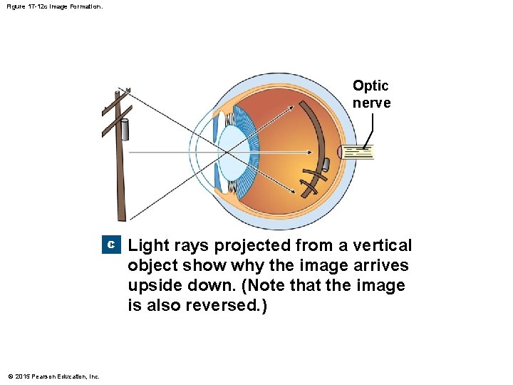 Figure 17 -12 c Image Formation. Optic nerve c © 2015 Pearson Education, Inc. Figure 17 -12 c Image Formation. Optic nerve c © 2015 Pearson Education, Inc.