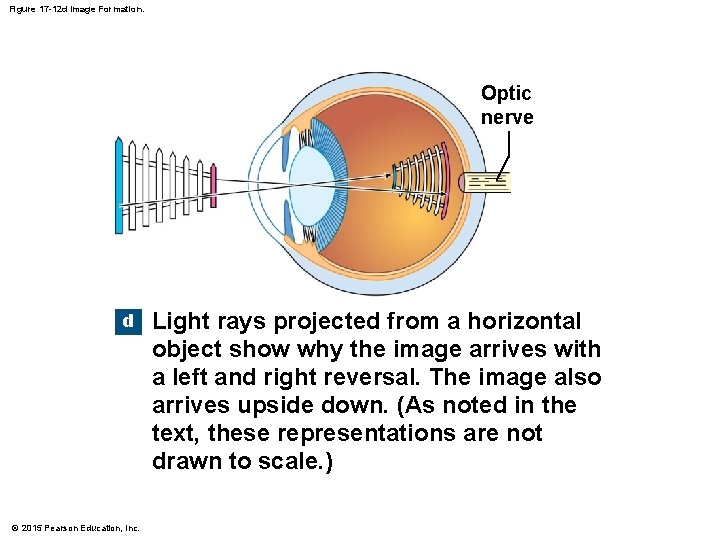 Figure 17 -12 d Image Formation. Optic nerve d © 2015 Pearson Education, Inc. Figure 17 -12 d Image Formation. Optic nerve d © 2015 Pearson Education, Inc.