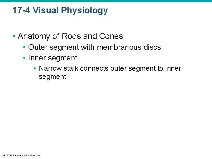 17 -4 Visual Physiology • Anatomy of Rods and Cones • Outer segment with 17 -4 Visual Physiology • Anatomy of Rods and Cones • Outer segment with