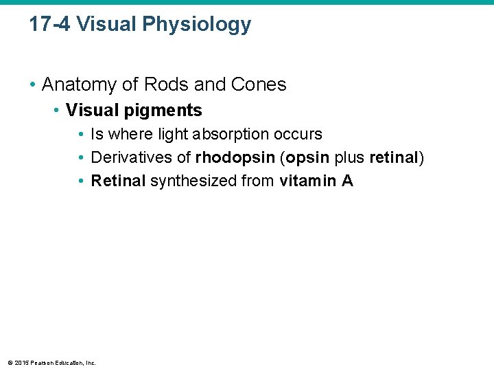 17 -4 Visual Physiology • Anatomy of Rods and Cones • Visual pigments • 17 -4 Visual Physiology • Anatomy of Rods and Cones • Visual pigments •