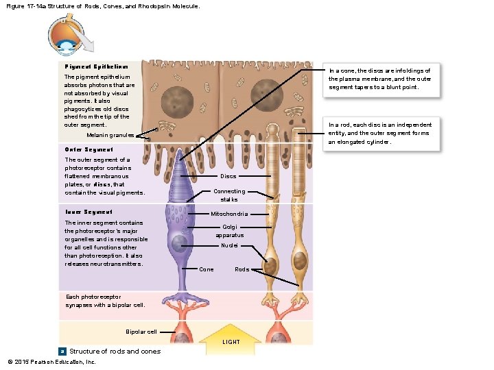Figure 17 -14 a Structure of Rods, Cones, and Rhodopsin Molecule. Pigment Epithelium In Figure 17 -14 a Structure of Rods, Cones, and Rhodopsin Molecule. Pigment Epithelium In