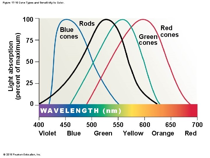 Figure 17 -15 Cone Types and Sensitivity to Color. Light absorption (percent of maximum) Figure 17 -15 Cone Types and Sensitivity to Color. Light absorption (percent of maximum)