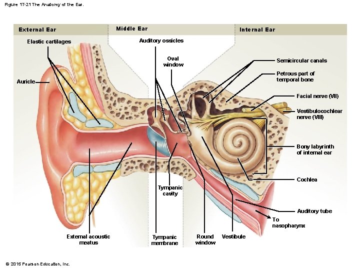 Figure 17 -21 The Anatomy of the Ear. Middle Ear External Ear Elastic cartilages Figure 17 -21 The Anatomy of the Ear. Middle Ear External Ear Elastic cartilages