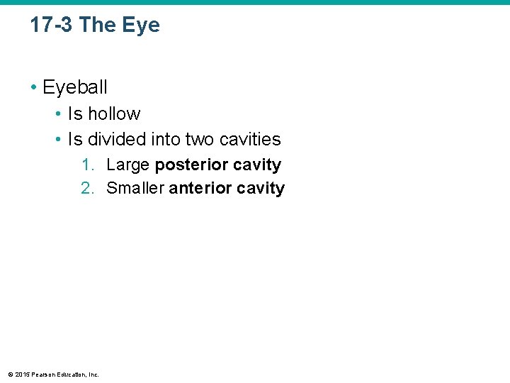 17 -3 The Eye • Eyeball • Is hollow • Is divided into two 17 -3 The Eye • Eyeball • Is hollow • Is divided into two