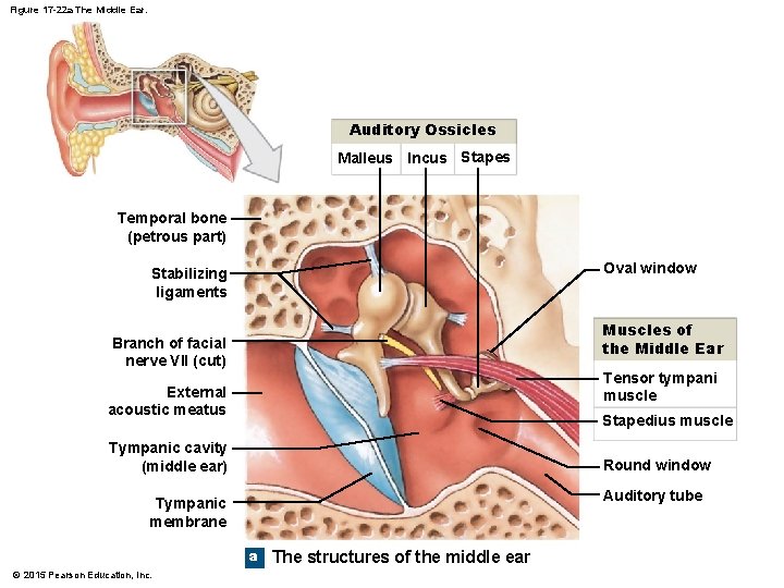 Figure 17 -22 a The Middle Ear. Auditory Ossicles Malleus Incus Stapes Temporal bone Figure 17 -22 a The Middle Ear. Auditory Ossicles Malleus Incus Stapes Temporal bone