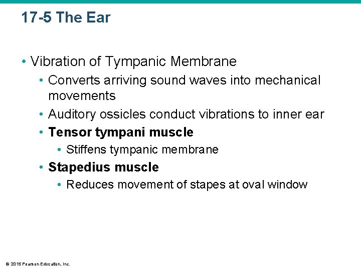 17 -5 The Ear • Vibration of Tympanic Membrane • Converts arriving sound waves 17 -5 The Ear • Vibration of Tympanic Membrane • Converts arriving sound waves