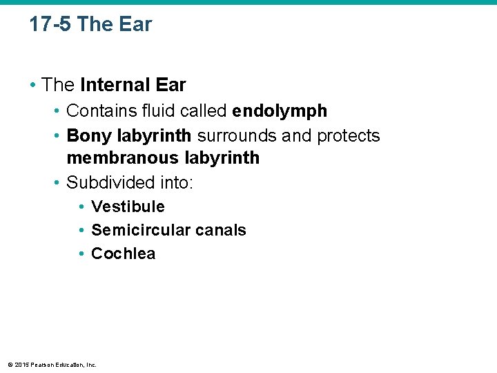 17 -5 The Ear • The Internal Ear • Contains fluid called endolymph • 17 -5 The Ear • The Internal Ear • Contains fluid called endolymph •