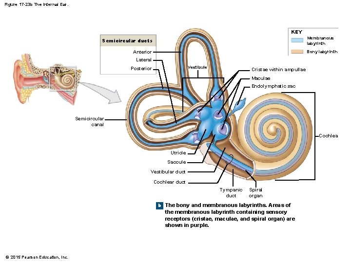 Figure 17 -23 b The Internal Ear. KEY Membranous labyrinth Semicircular ducts Bony labyrinth Figure 17 -23 b The Internal Ear. KEY Membranous labyrinth Semicircular ducts Bony labyrinth