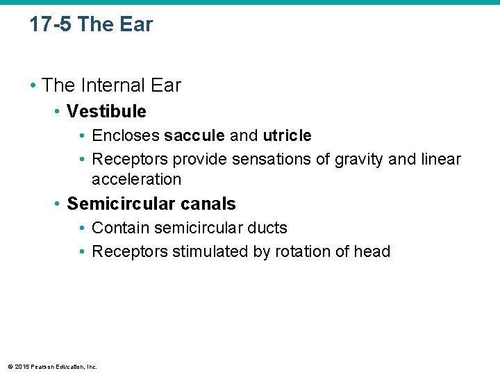 17 -5 The Ear • The Internal Ear • Vestibule • Encloses saccule and 17 -5 The Ear • The Internal Ear • Vestibule • Encloses saccule and