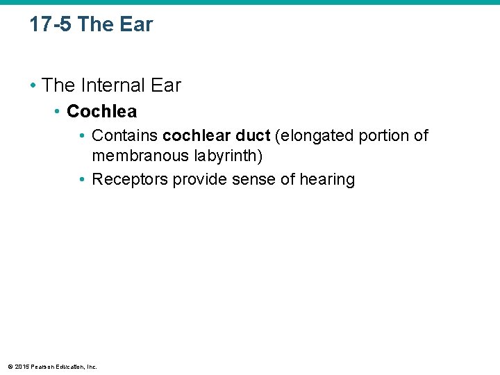 17 -5 The Ear • The Internal Ear • Cochlea • Contains cochlear duct 17 -5 The Ear • The Internal Ear • Cochlea • Contains cochlear duct
