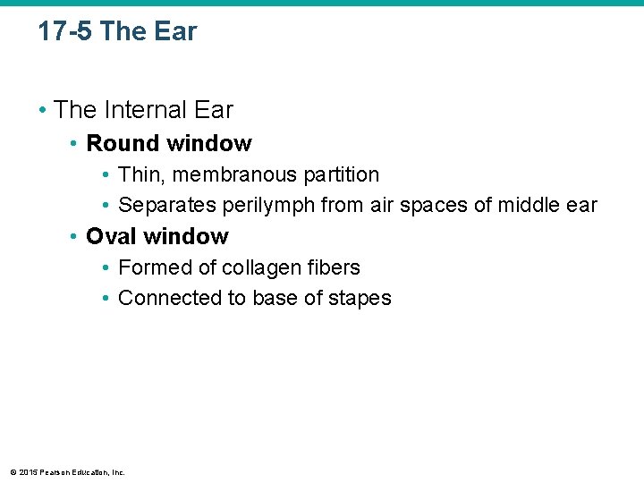 17 -5 The Ear • The Internal Ear • Round window • Thin, membranous 17 -5 The Ear • The Internal Ear • Round window • Thin, membranous
