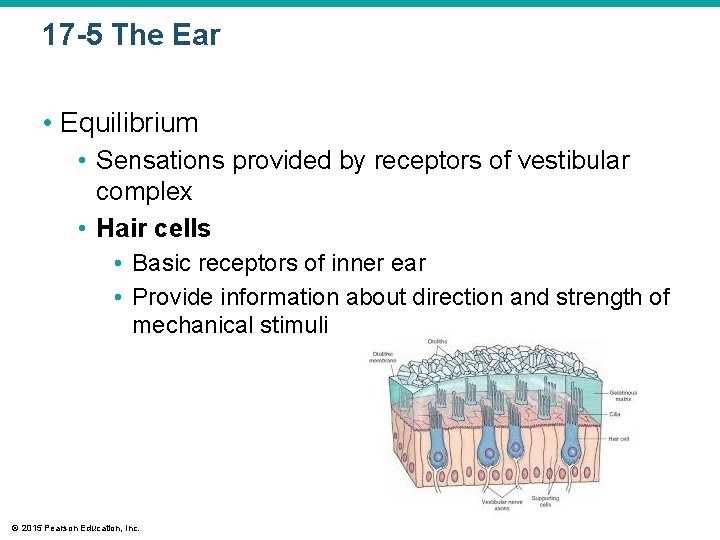 17 -5 The Ear • Equilibrium • Sensations provided by receptors of vestibular complex 17 -5 The Ear • Equilibrium • Sensations provided by receptors of vestibular complex