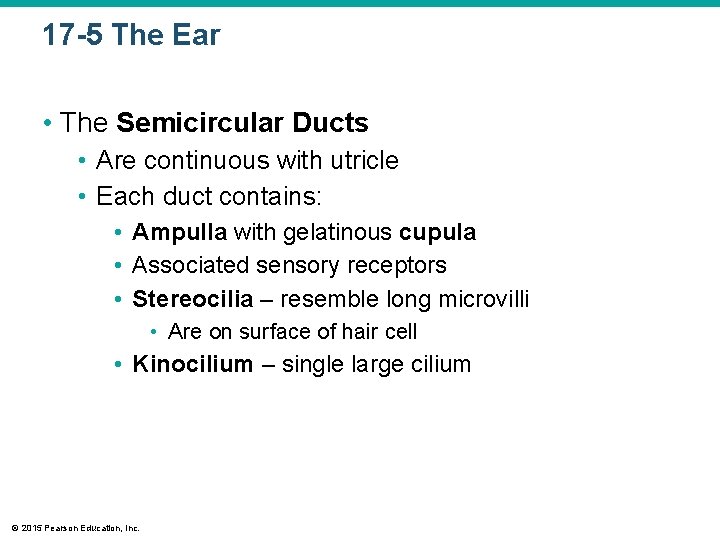 17 -5 The Ear • The Semicircular Ducts • Are continuous with utricle • 17 -5 The Ear • The Semicircular Ducts • Are continuous with utricle •