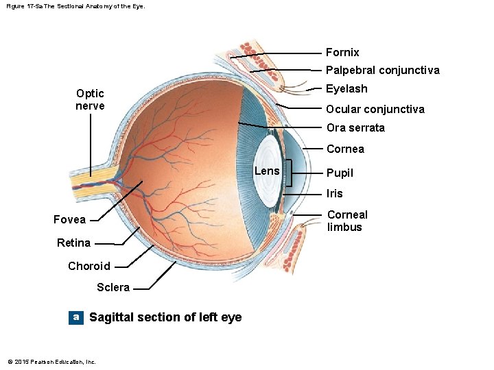 Figure 17 -5 a The Sectional Anatomy of the Eye. Fornix Palpebral conjunctiva Eyelash Figure 17 -5 a The Sectional Anatomy of the Eye. Fornix Palpebral conjunctiva Eyelash