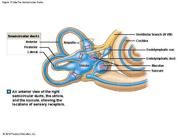 Figure 17 -24 a The Semicircular Ducts. Vestibular branch (N VIII) Semicircular ducts Anterior Figure 17 -24 a The Semicircular Ducts. Vestibular branch (N VIII) Semicircular ducts Anterior