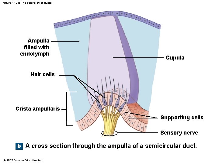 Figure 17 -24 b The Semicircular Ducts. Ampulla filled with endolymph Cupula Hair cells Figure 17 -24 b The Semicircular Ducts. Ampulla filled with endolymph Cupula Hair cells