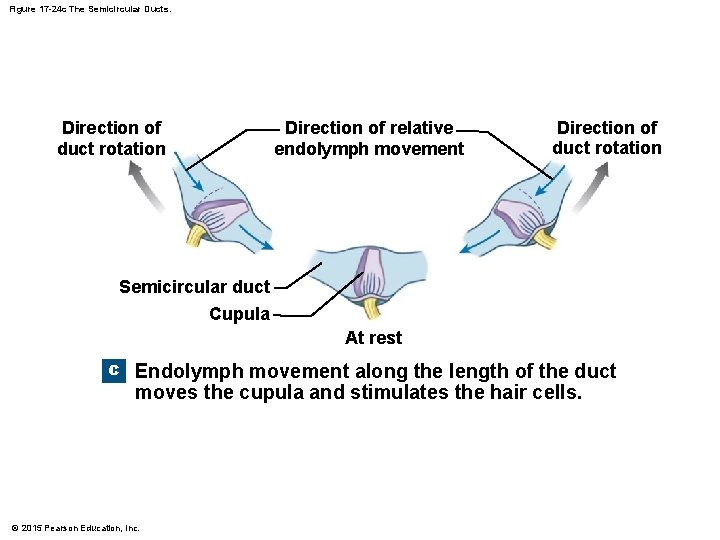 Figure 17 -24 c The Semicircular Ducts. Direction of duct rotation Direction of relative Figure 17 -24 c The Semicircular Ducts. Direction of duct rotation Direction of relative