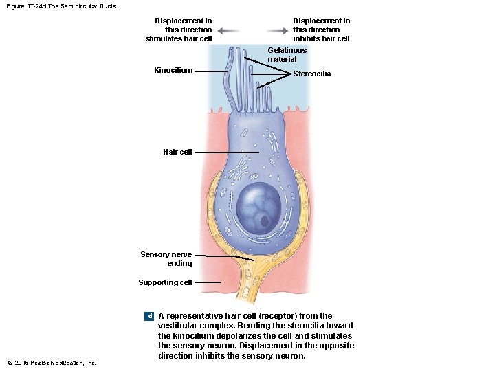 Figure 17 -24 d The Semicircular Ducts. Displacement in this direction stimulates hair cell Figure 17 -24 d The Semicircular Ducts. Displacement in this direction stimulates hair cell