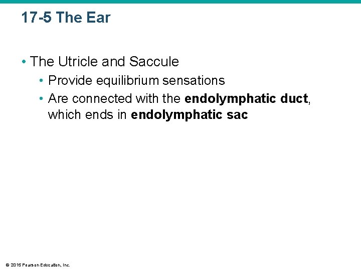 17 -5 The Ear • The Utricle and Saccule • Provide equilibrium sensations • 17 -5 The Ear • The Utricle and Saccule • Provide equilibrium sensations •