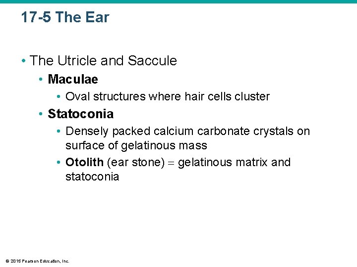 17 -5 The Ear • The Utricle and Saccule • Maculae • Oval structures 17 -5 The Ear • The Utricle and Saccule • Maculae • Oval structures