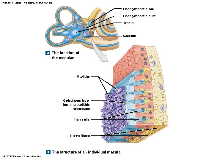 Figure 17 -25 ab The Saccule and Utricle. Endolymphatic sac Endolymphatic duct Utricle Saccule Figure 17 -25 ab The Saccule and Utricle. Endolymphatic sac Endolymphatic duct Utricle Saccule