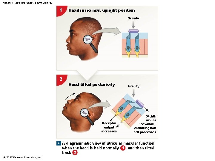 Figure 17 -25 c The Saccule and Utricle. 1 Head in normal, upright position Figure 17 -25 c The Saccule and Utricle. 1 Head in normal, upright position