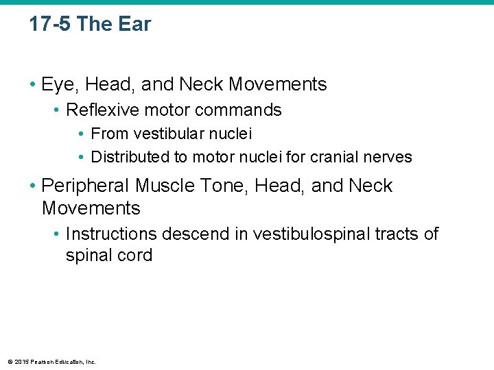 17 -5 The Ear • Eye, Head, and Neck Movements • Reflexive motor commands 17 -5 The Ear • Eye, Head, and Neck Movements • Reflexive motor commands