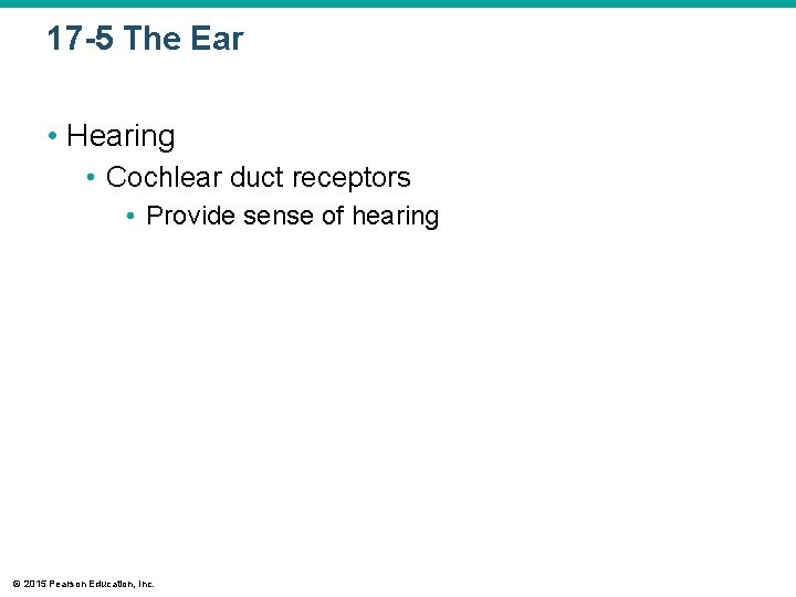 17 -5 The Ear • Hearing • Cochlear duct receptors • Provide sense of 17 -5 The Ear • Hearing • Cochlear duct receptors • Provide sense of