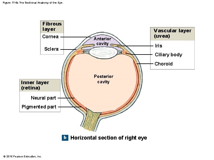 Figure 17 -5 b The Sectional Anatomy of the Eye. Fibrous layer Cornea Anterior Figure 17 -5 b The Sectional Anatomy of the Eye. Fibrous layer Cornea Anterior