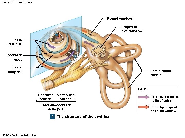 Figure 17 -27 a The Cochlea. Round window Stapes at oval window Scala vestibuli Figure 17 -27 a The Cochlea. Round window Stapes at oval window Scala vestibuli