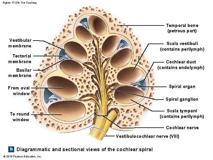 Figure 17 -27 b The Cochlea. Temporal bone (petrous part) Vestibular membrane Scala vestibuli Figure 17 -27 b The Cochlea. Temporal bone (petrous part) Vestibular membrane Scala vestibuli