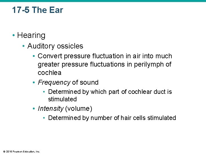 17 -5 The Ear • Hearing • Auditory ossicles • Convert pressure fluctuation in 17 -5 The Ear • Hearing • Auditory ossicles • Convert pressure fluctuation in