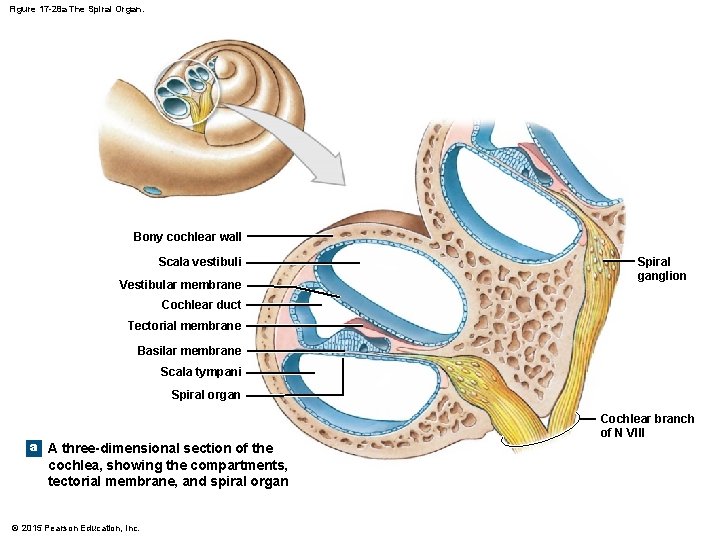 Figure 17 -28 a The Spiral Organ. Bony cochlear wall Scala vestibuli Vestibular membrane Figure 17 -28 a The Spiral Organ. Bony cochlear wall Scala vestibuli Vestibular membrane