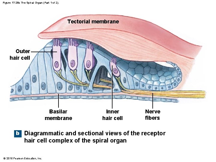 Figure 17 -28 b The Spiral Organ (Part 1 of 2). Tectorial membrane Outer Figure 17 -28 b The Spiral Organ (Part 1 of 2). Tectorial membrane Outer