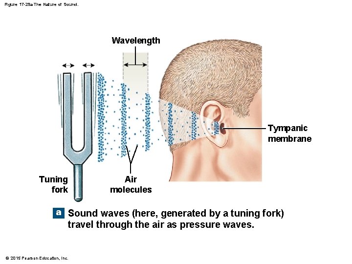 Figure 17 -29 a The Nature of Sound. Wavelength Tympanic membrane Air molecules Tuning Figure 17 -29 a The Nature of Sound. Wavelength Tympanic membrane Air molecules Tuning