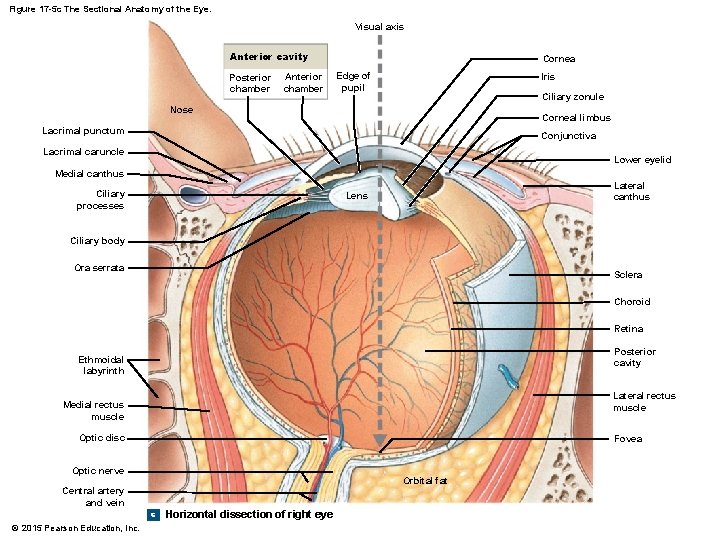 Figure 17 -5 c The Sectional Anatomy of the Eye. Visual axis Anterior cavity Figure 17 -5 c The Sectional Anatomy of the Eye. Visual axis Anterior cavity