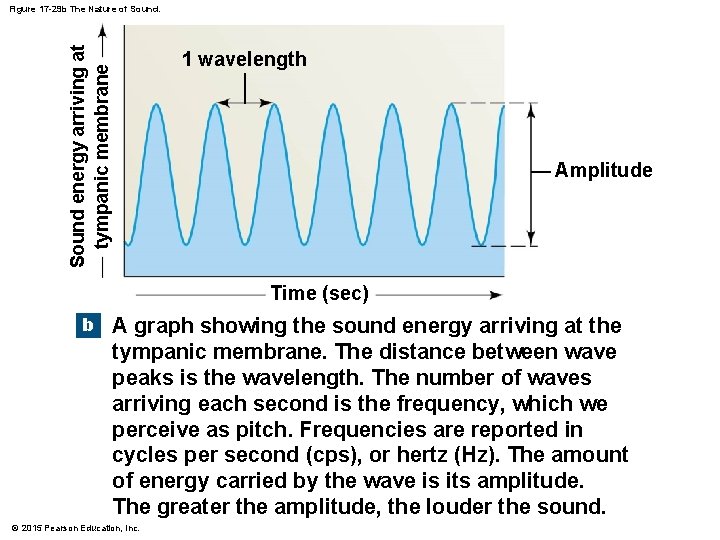 Sound energy arriving at tympanic membrane Figure 17 -29 b The Nature of Sound. Sound energy arriving at tympanic membrane Figure 17 -29 b The Nature of Sound.