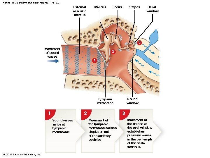 Figure 17 -30 Sound and Hearing (Part 1 of 2). External acoustic meatus Malleus Figure 17 -30 Sound and Hearing (Part 1 of 2). External acoustic meatus Malleus