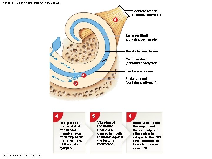 Figure 17 -30 Sound and Hearing (Part 2 of 2). Cochlear branch of cranial Figure 17 -30 Sound and Hearing (Part 2 of 2). Cochlear branch of cranial