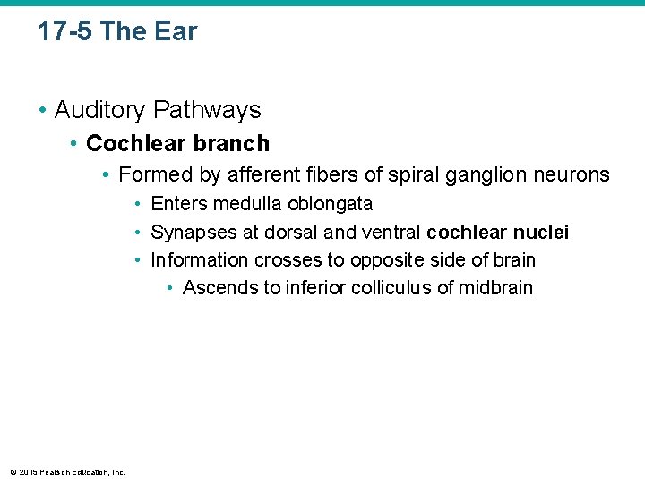 17 -5 The Ear • Auditory Pathways • Cochlear branch • Formed by afferent 17 -5 The Ear • Auditory Pathways • Cochlear branch • Formed by afferent