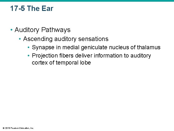 17 -5 The Ear • Auditory Pathways • Ascending auditory sensations • Synapse in 17 -5 The Ear • Auditory Pathways • Ascending auditory sensations • Synapse in