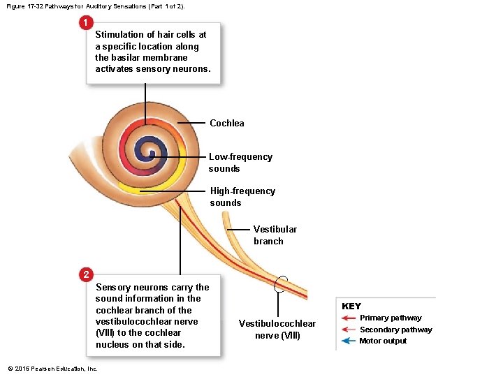 Figure 17 -32 Pathways for Auditory Sensations (Part 1 of 2). 1 Stimulation of Figure 17 -32 Pathways for Auditory Sensations (Part 1 of 2). 1 Stimulation of