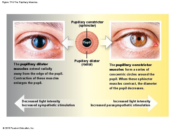 Figure 17 -6 The Pupillary Muscles. Pupillary constrictor (sphincter) Pupil The pupillary dilator muscles Figure 17 -6 The Pupillary Muscles. Pupillary constrictor (sphincter) Pupil The pupillary dilator muscles